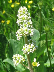 Saxifraga oregana